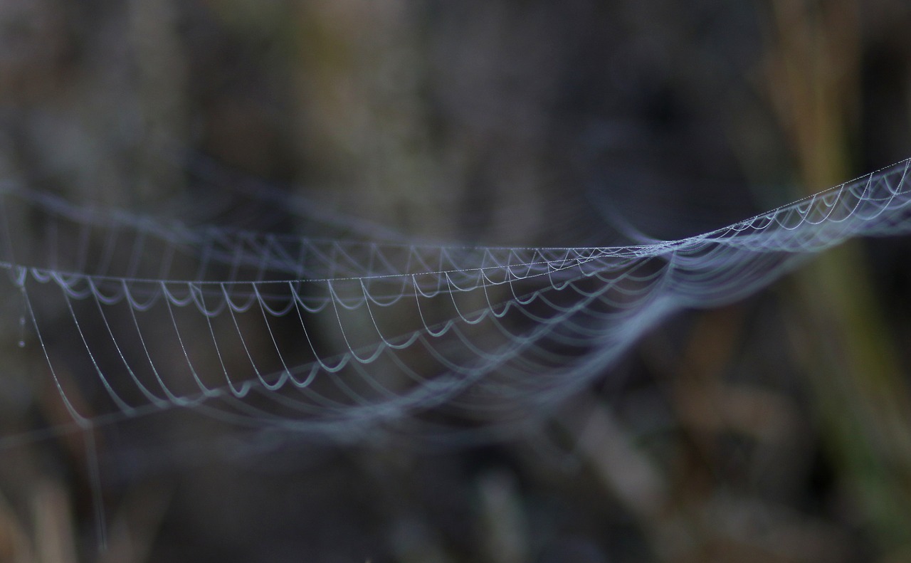 spider web  drops  dew free photo