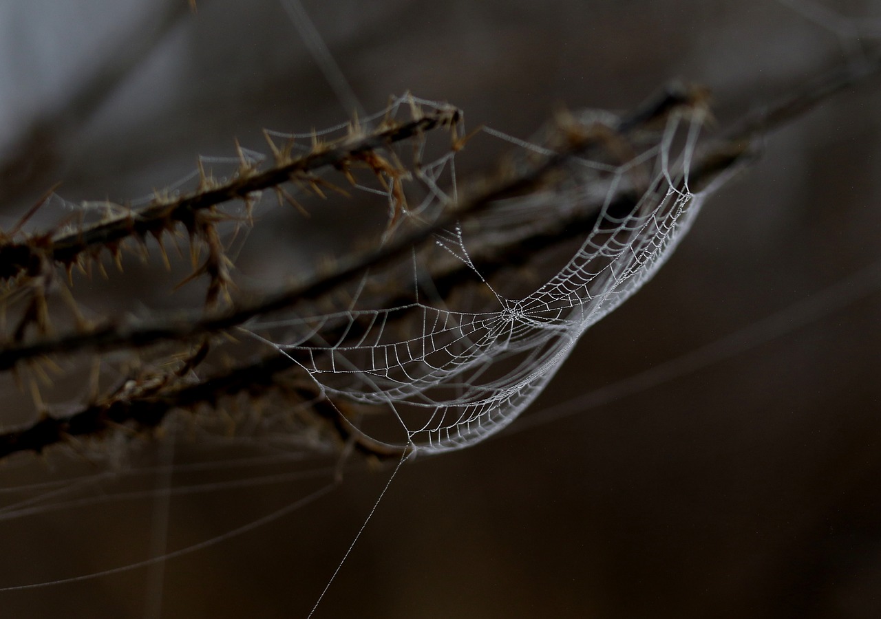 spider web  drops  dew free photo