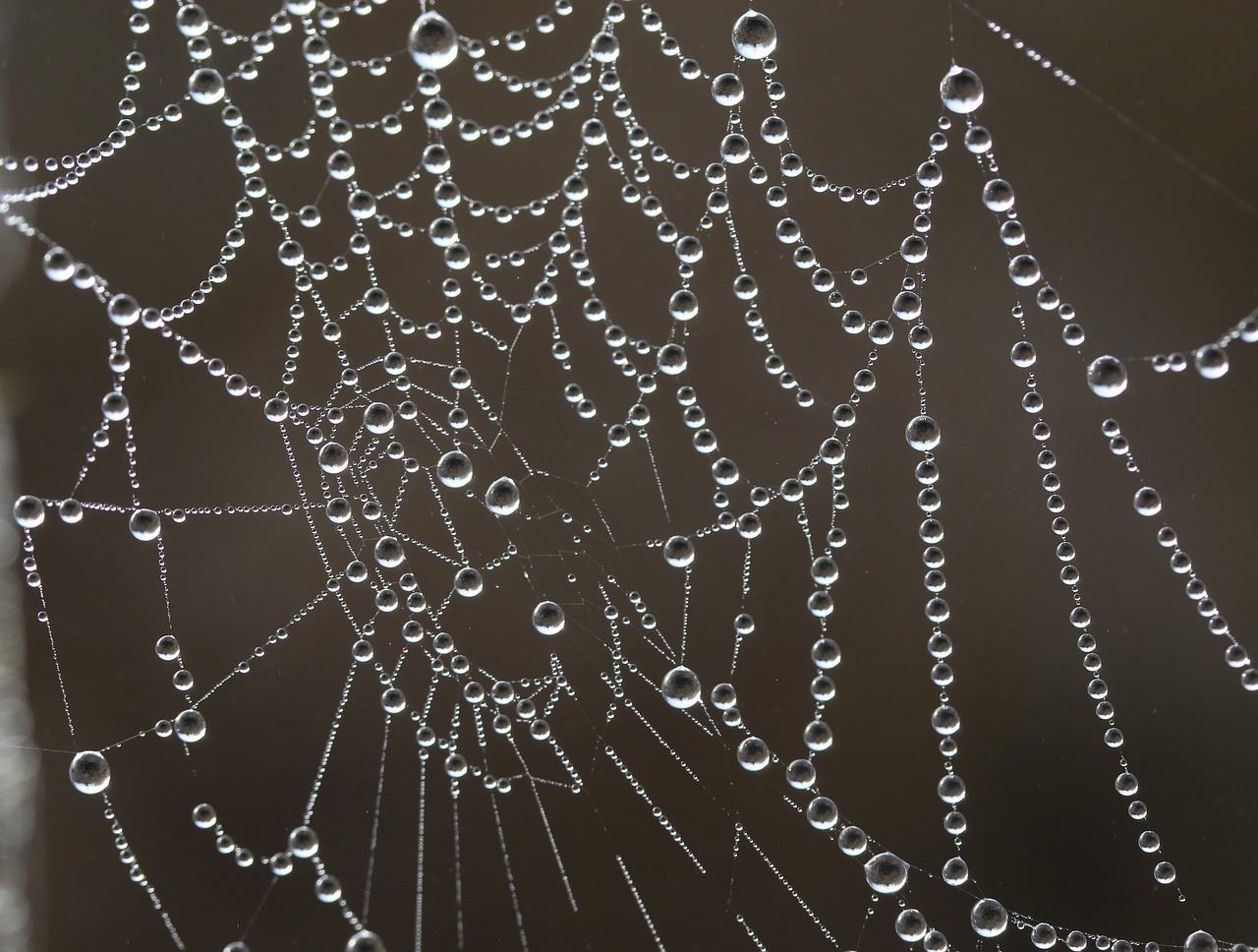 spider web  drops  water free photo
