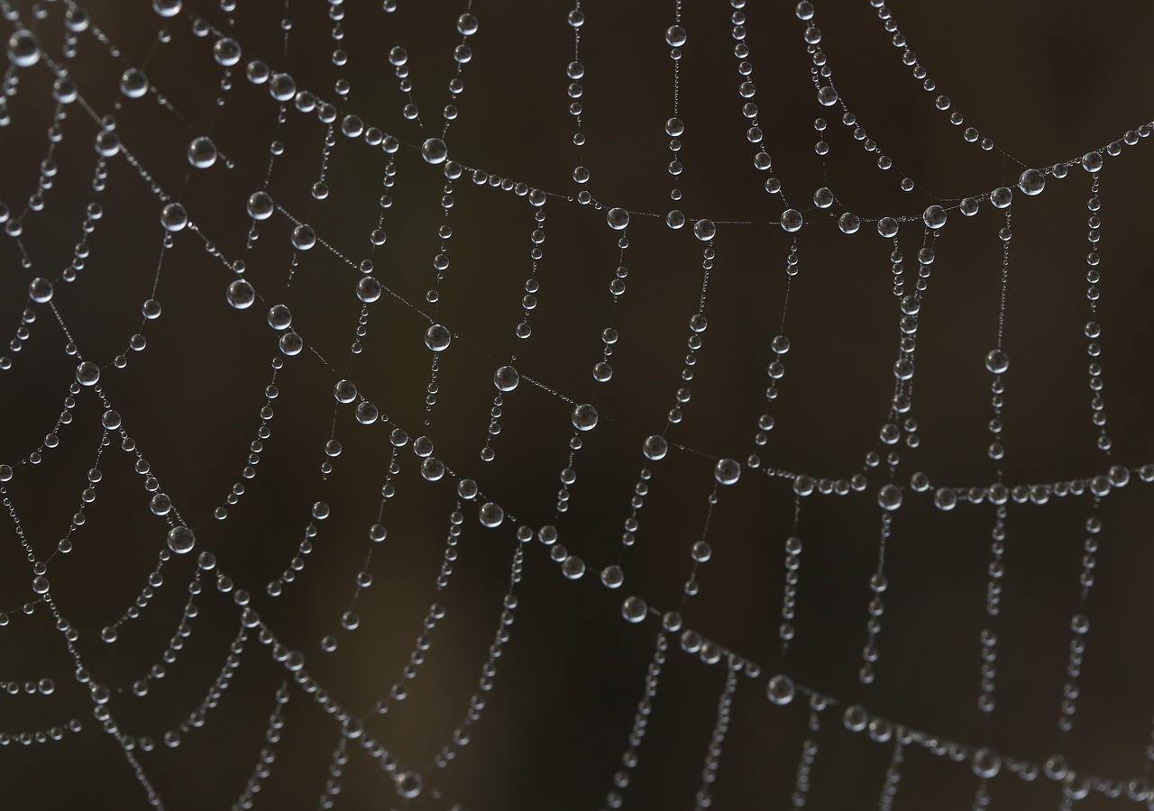 spider web  drops  water free photo