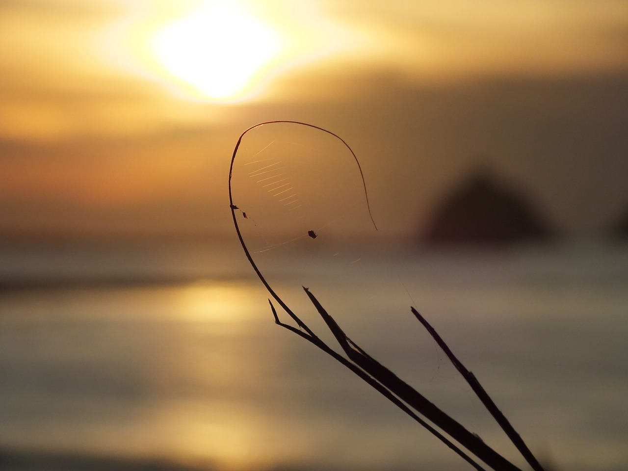 spider web  sunset  sea free photo