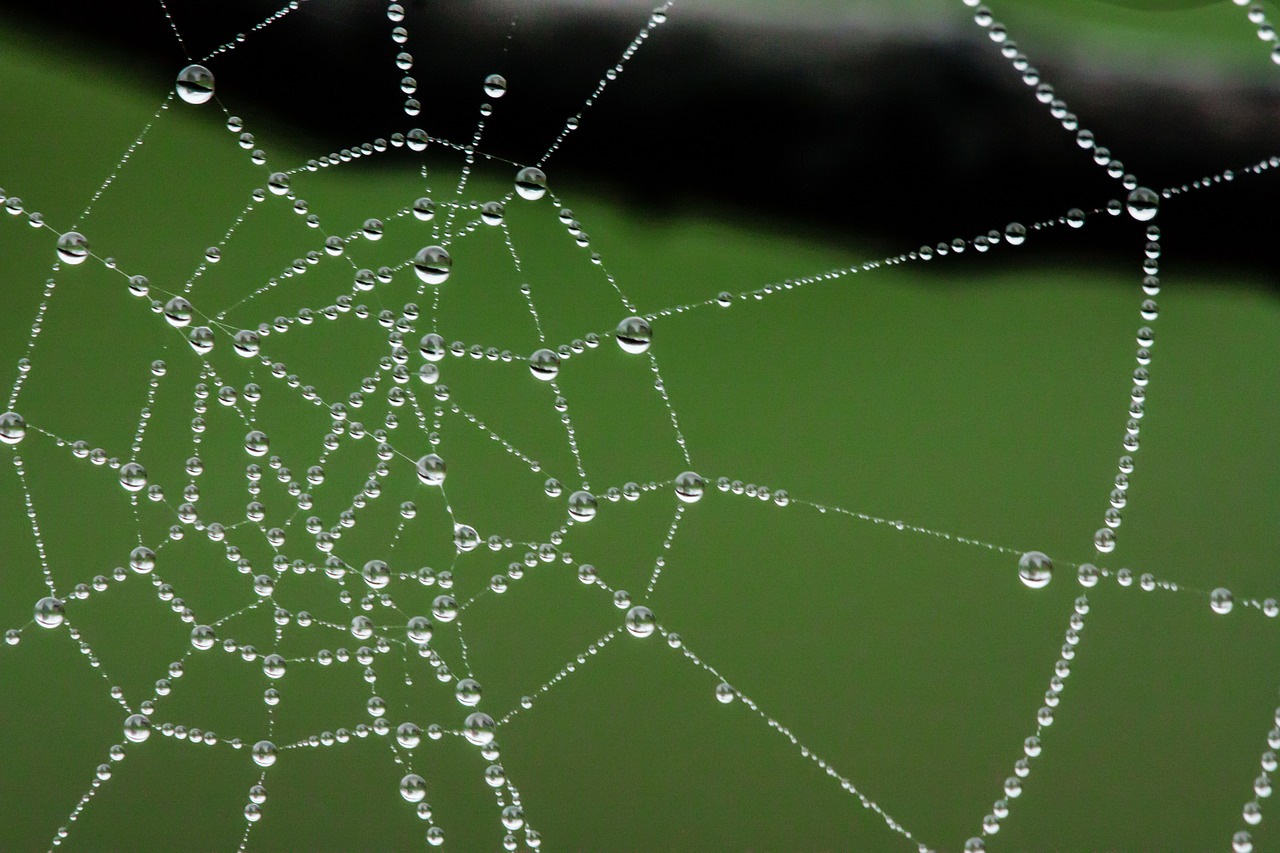 spider web web water free photo