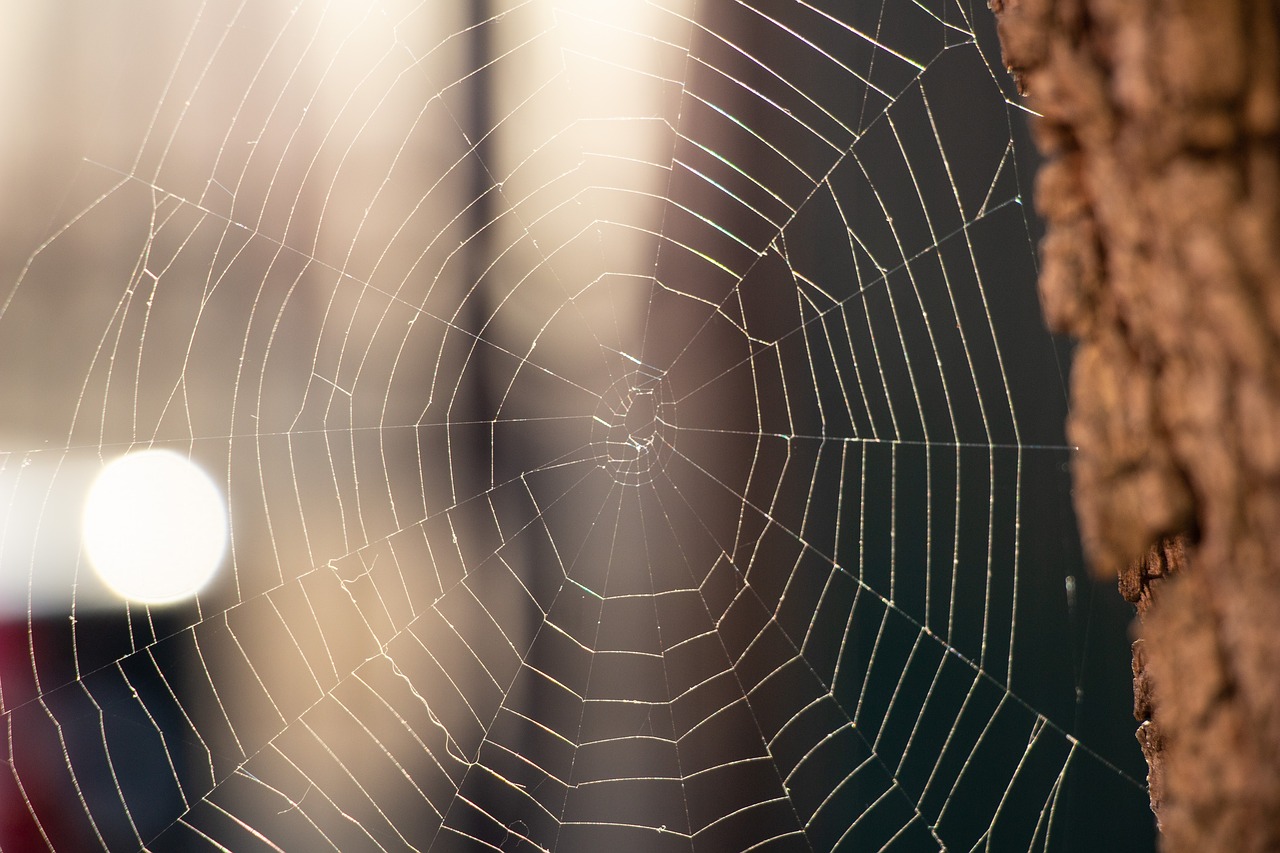 spider web  tree  spring free photo