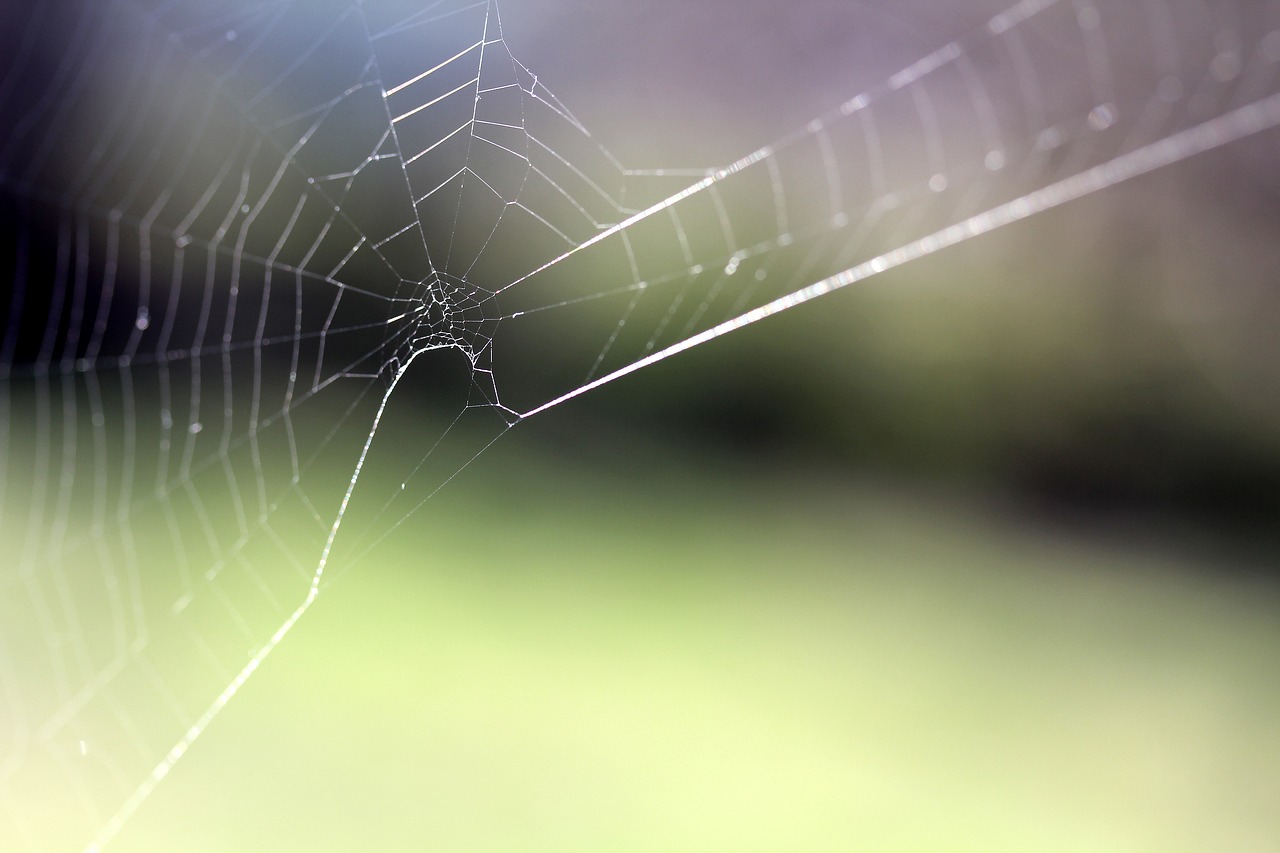 spider web  cobweb  nature free photo