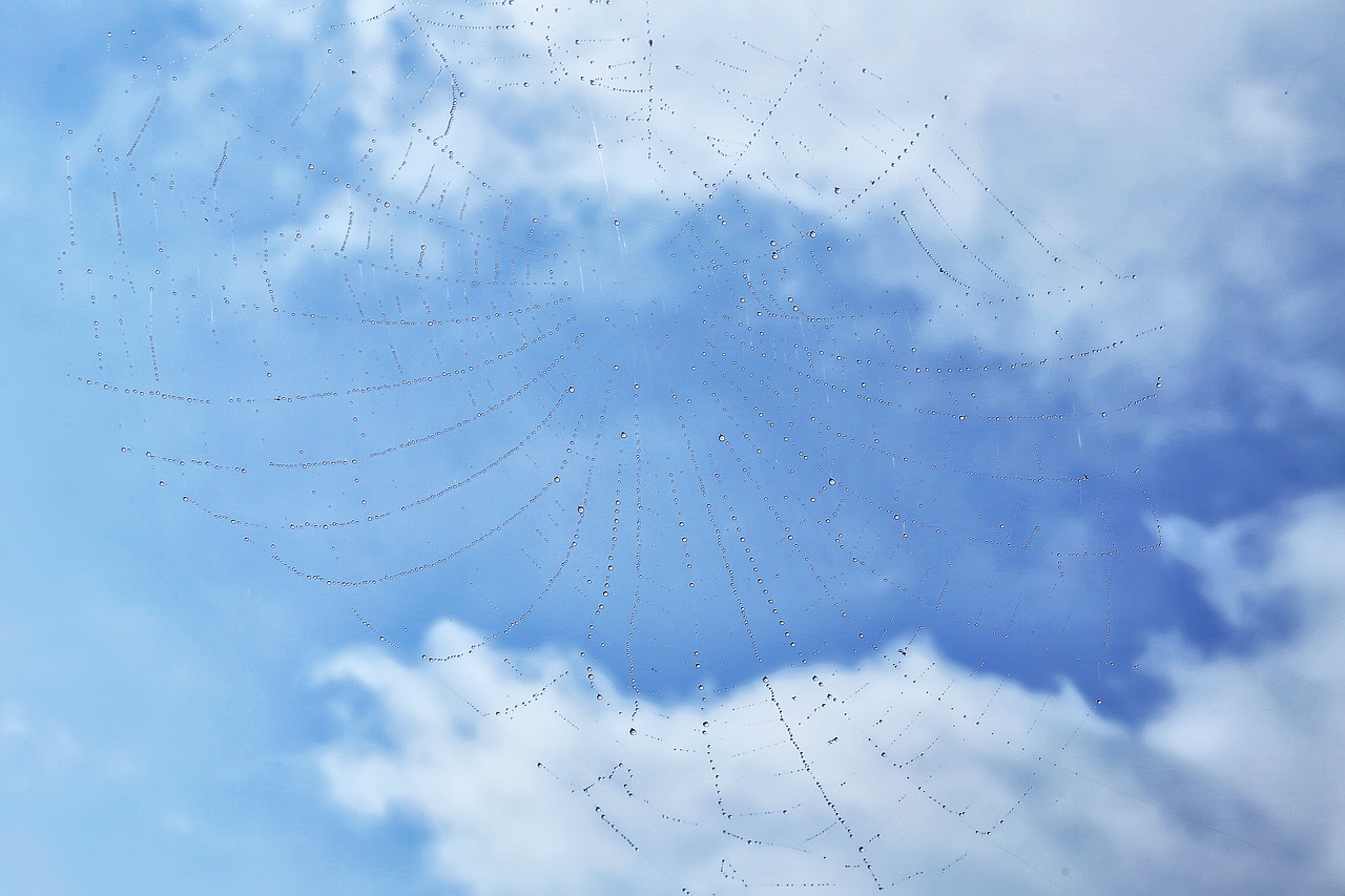 spider web  nature  sky free photo