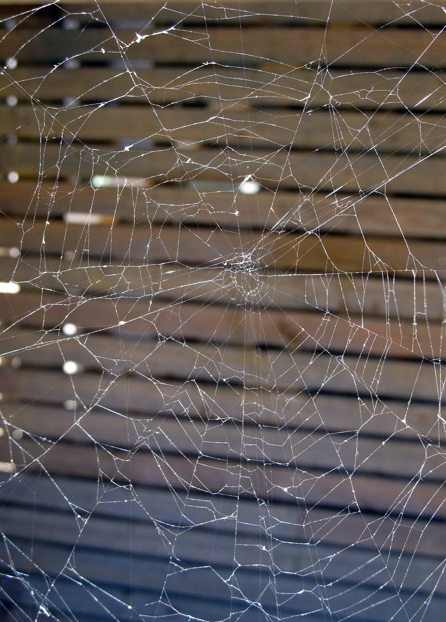 spider web spiderweb spider free photo