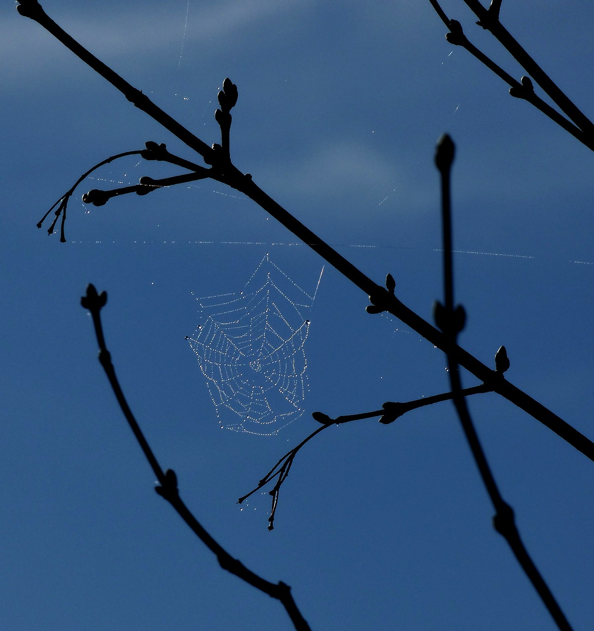 spider web dew blue sky free photo