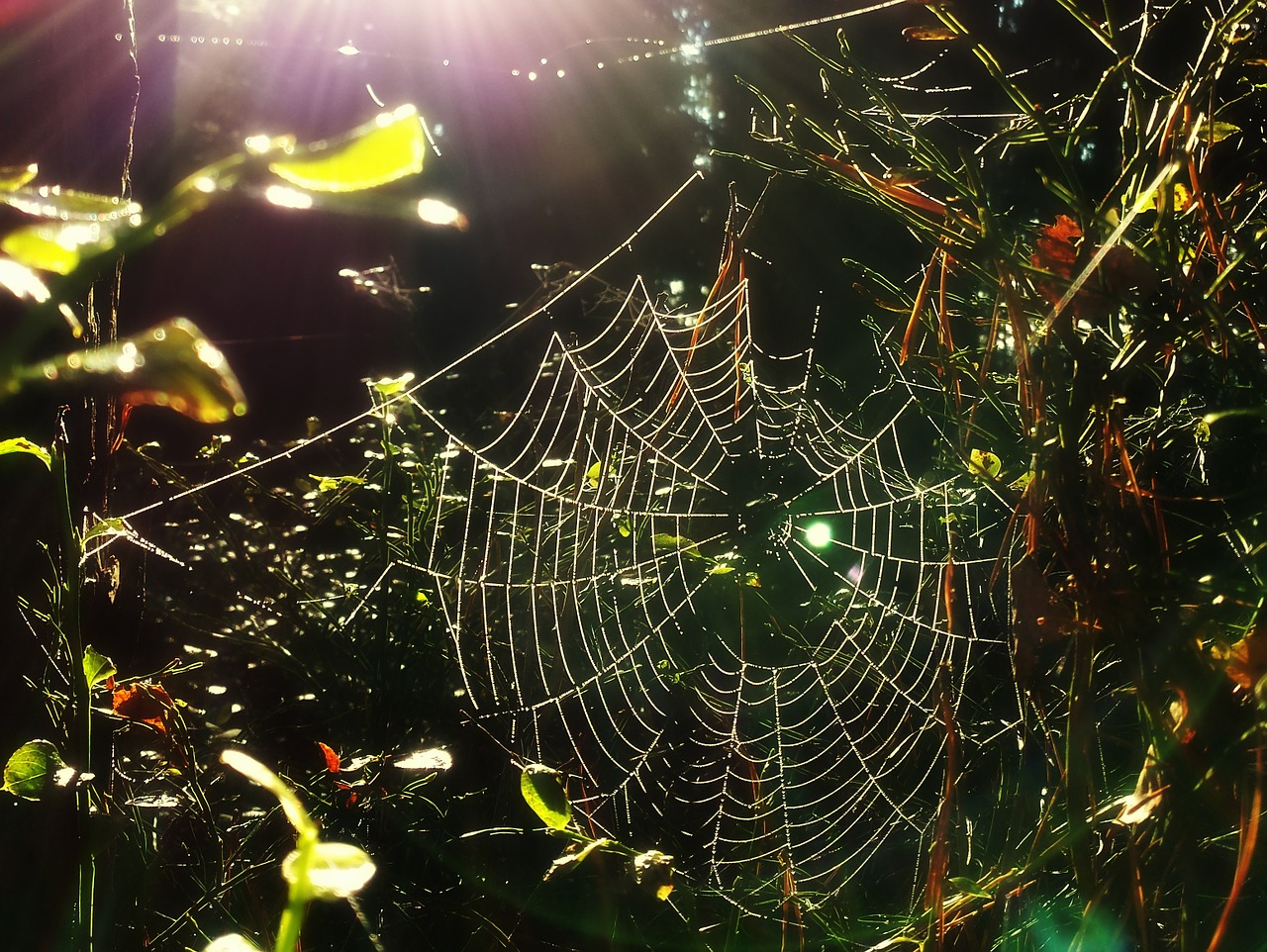 spider web forest nature free photo