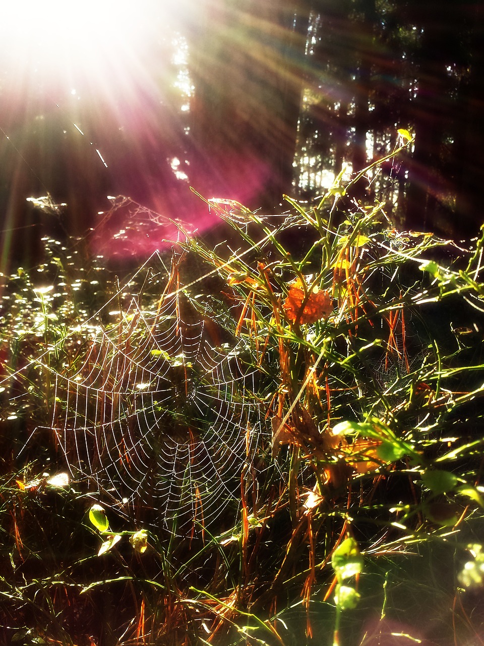 spider web nature forest free photo