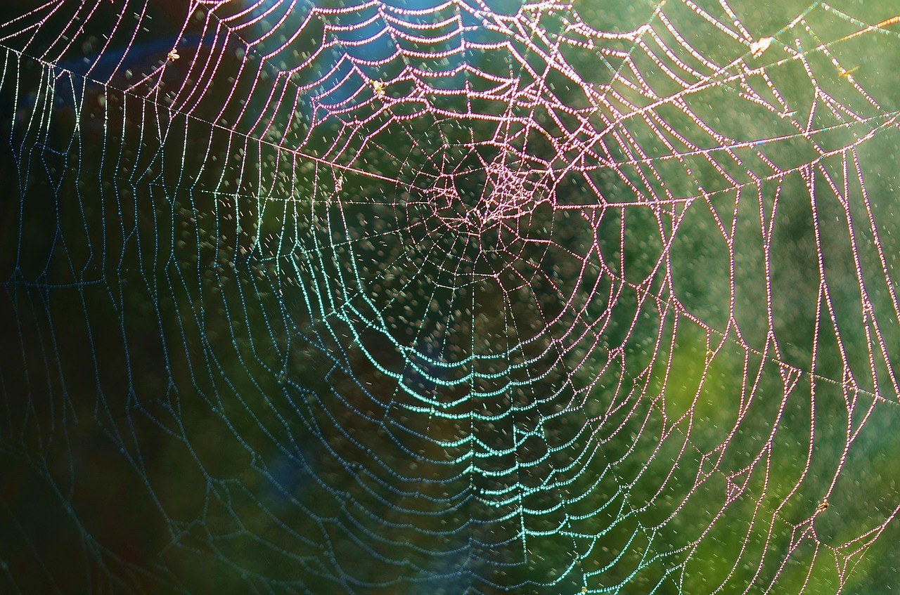 spider web spider web free photo