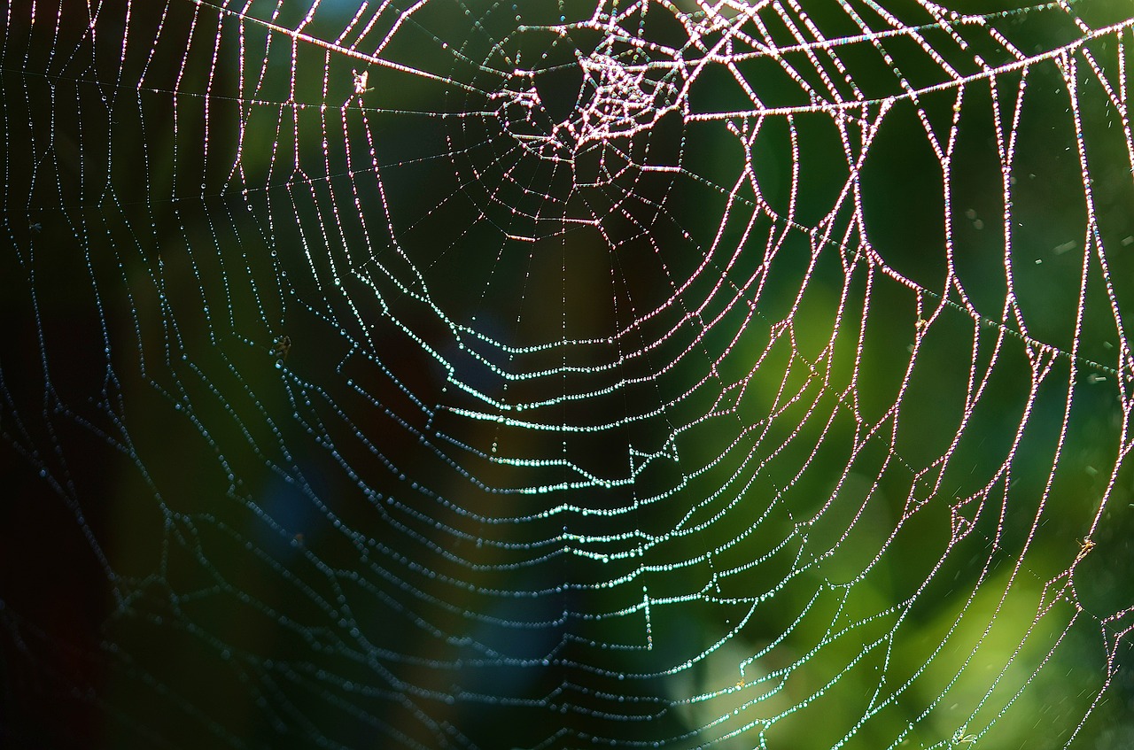 spider web spider web free photo