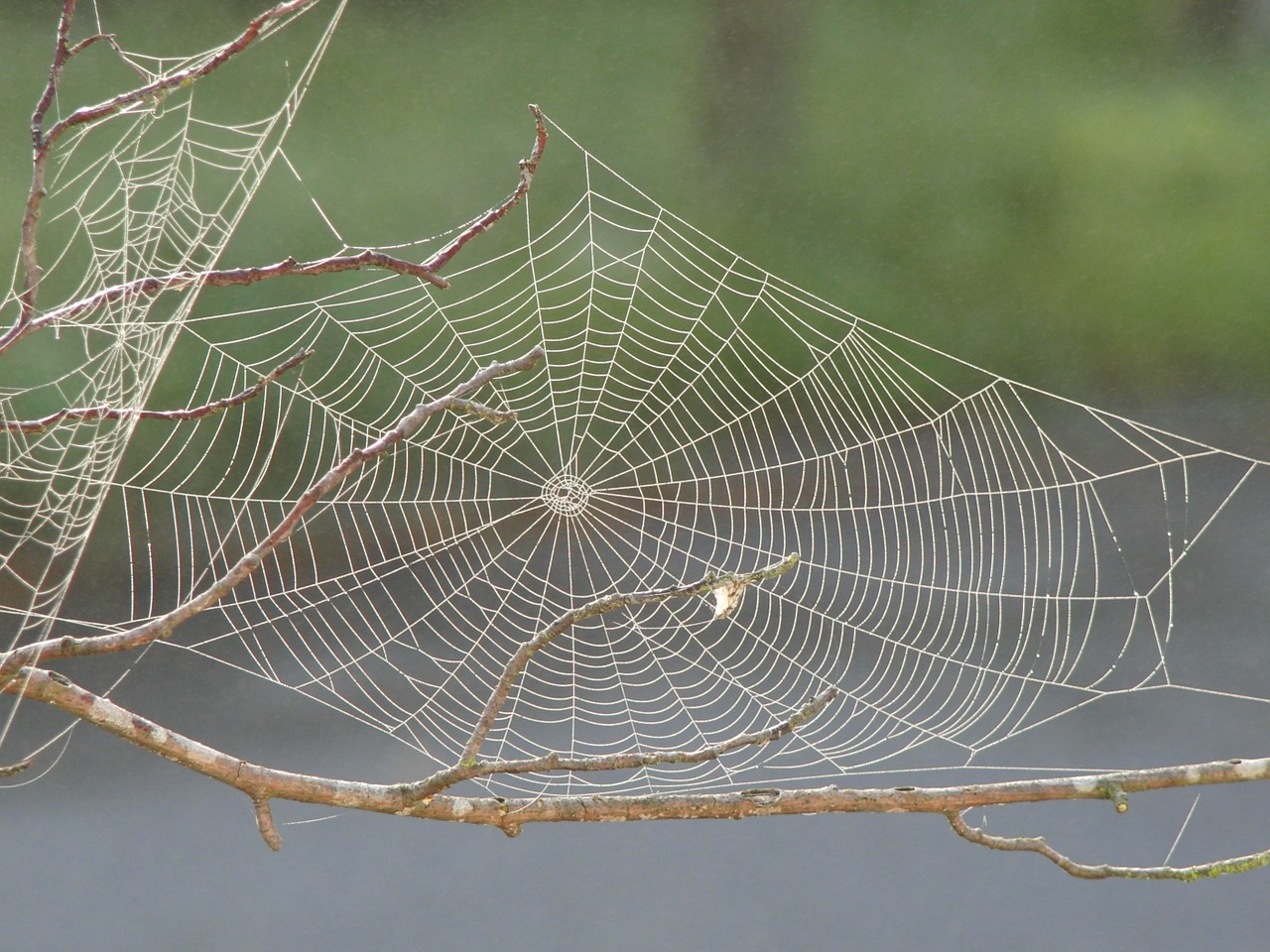 spider web dew pattern free photo