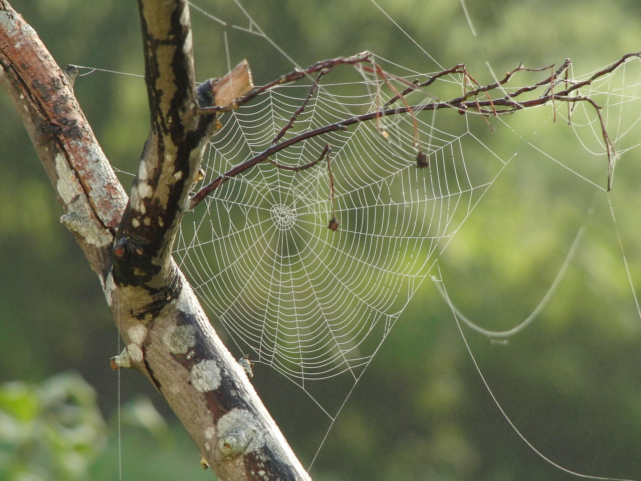 spider web tree branches free photo