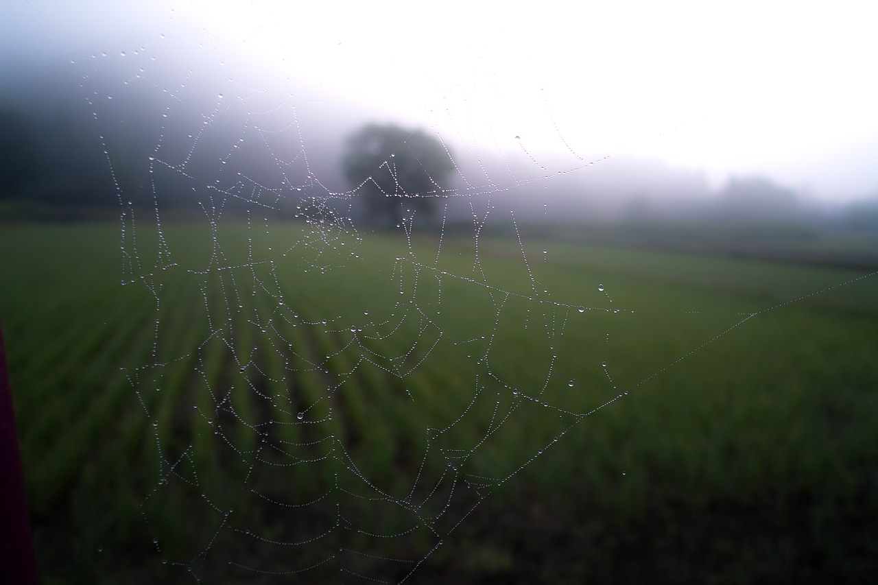 spider web web cobweb free photo