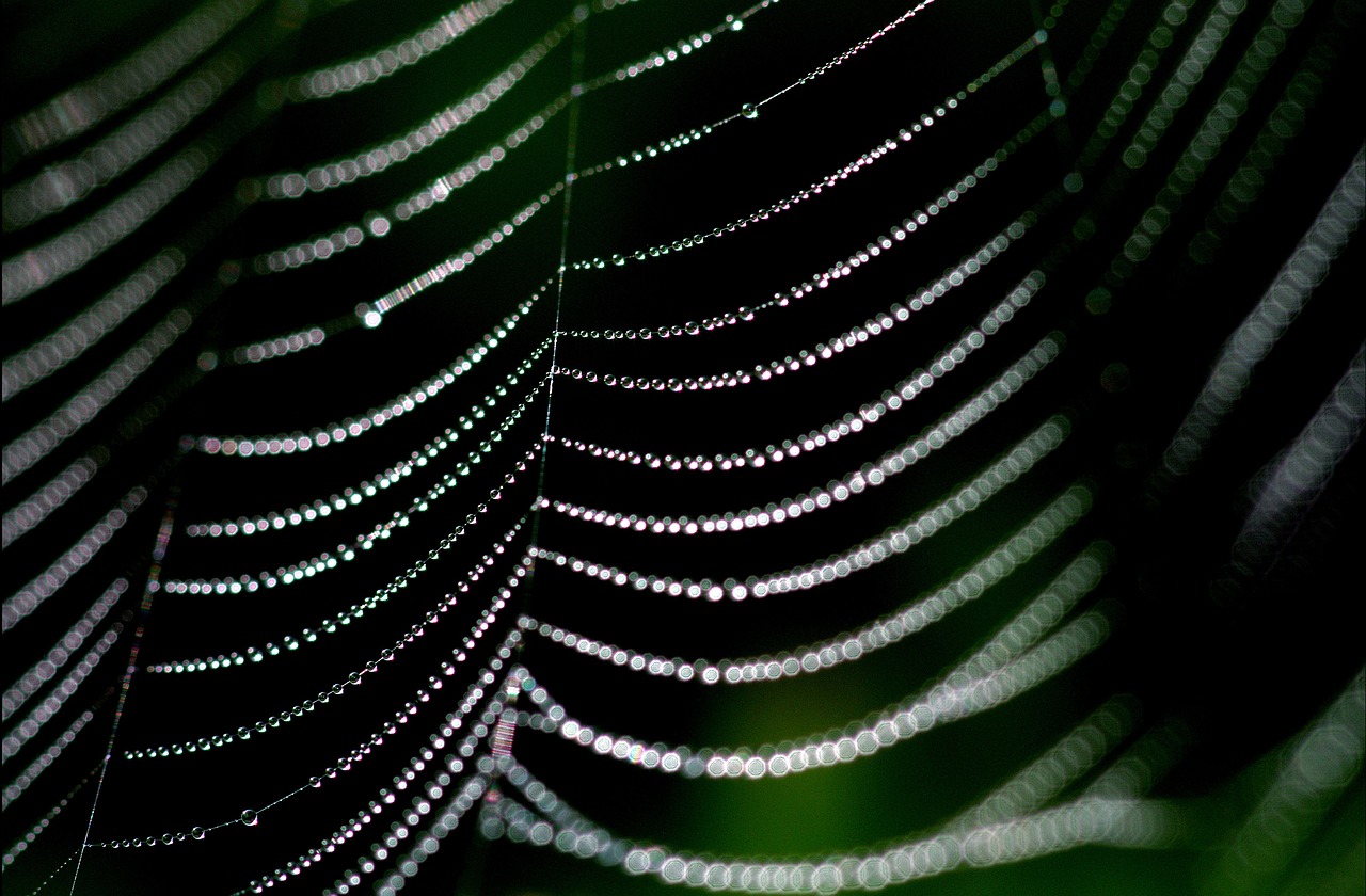 spider web dew web free photo