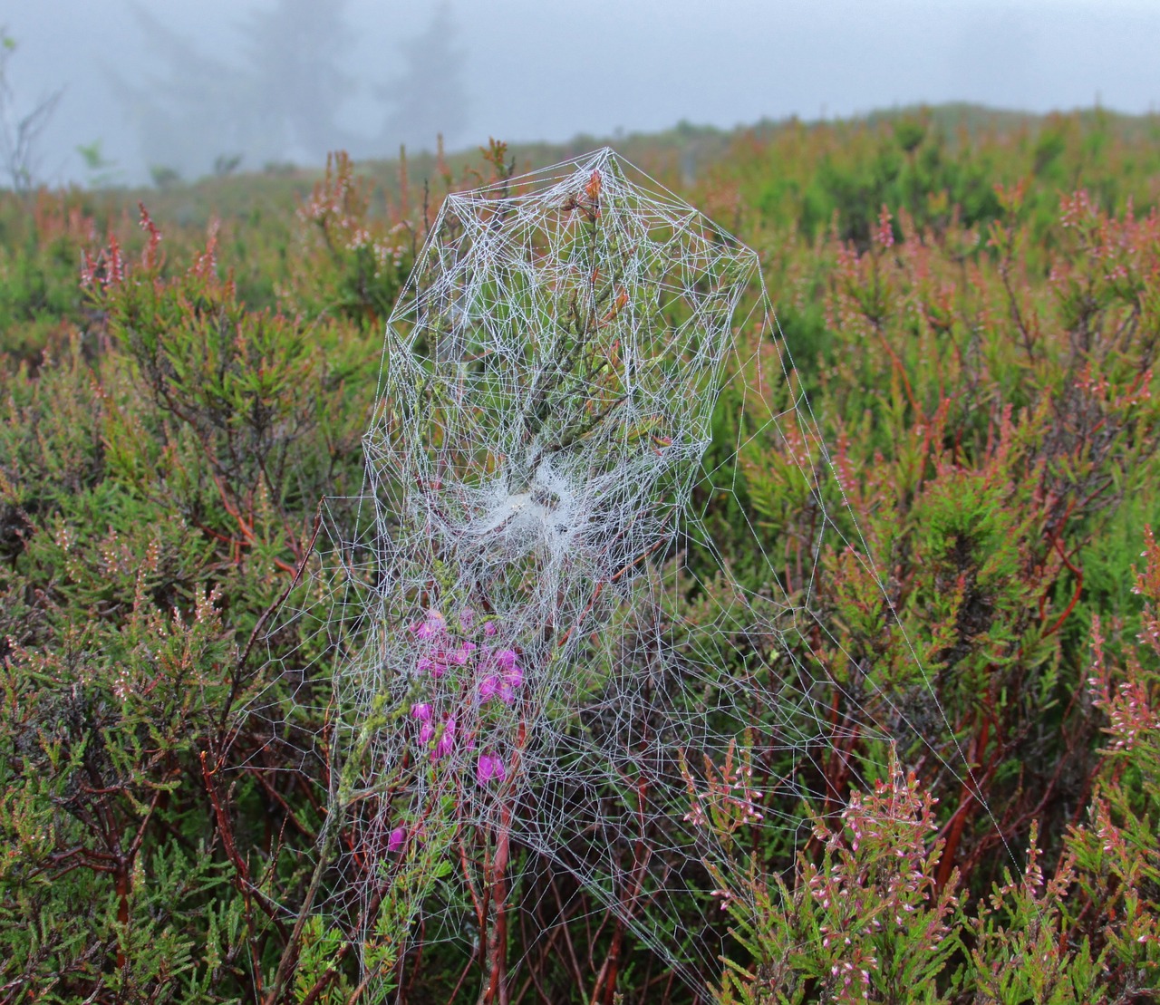 spider-web spiderweb cobweb free photo