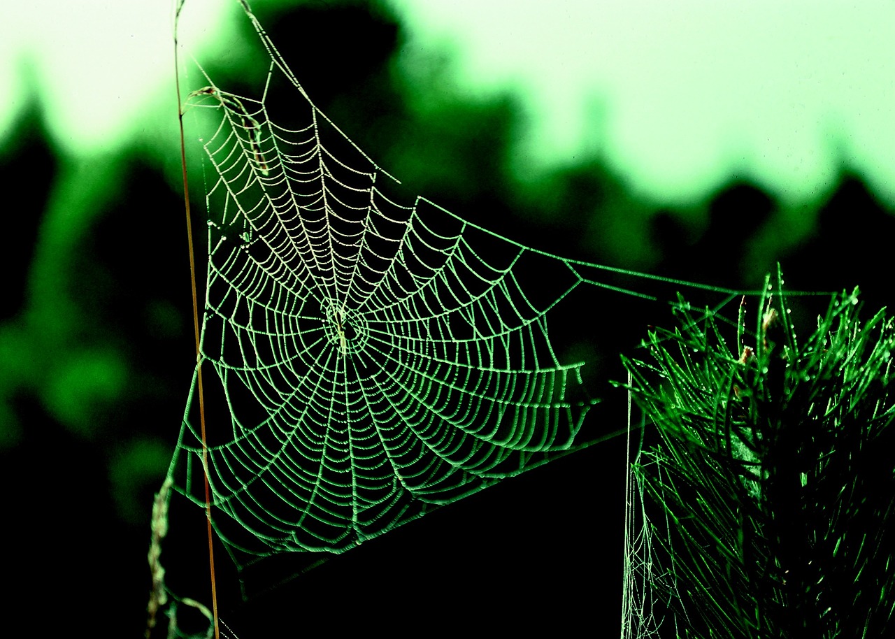 spider web spider pattern free photo