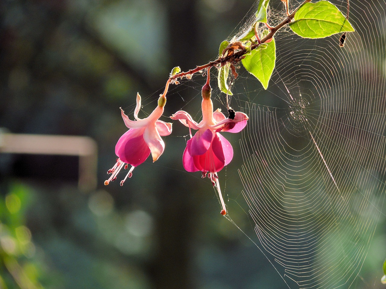 Download free photo of Spider web,flower,fuchsia,rose,web - from