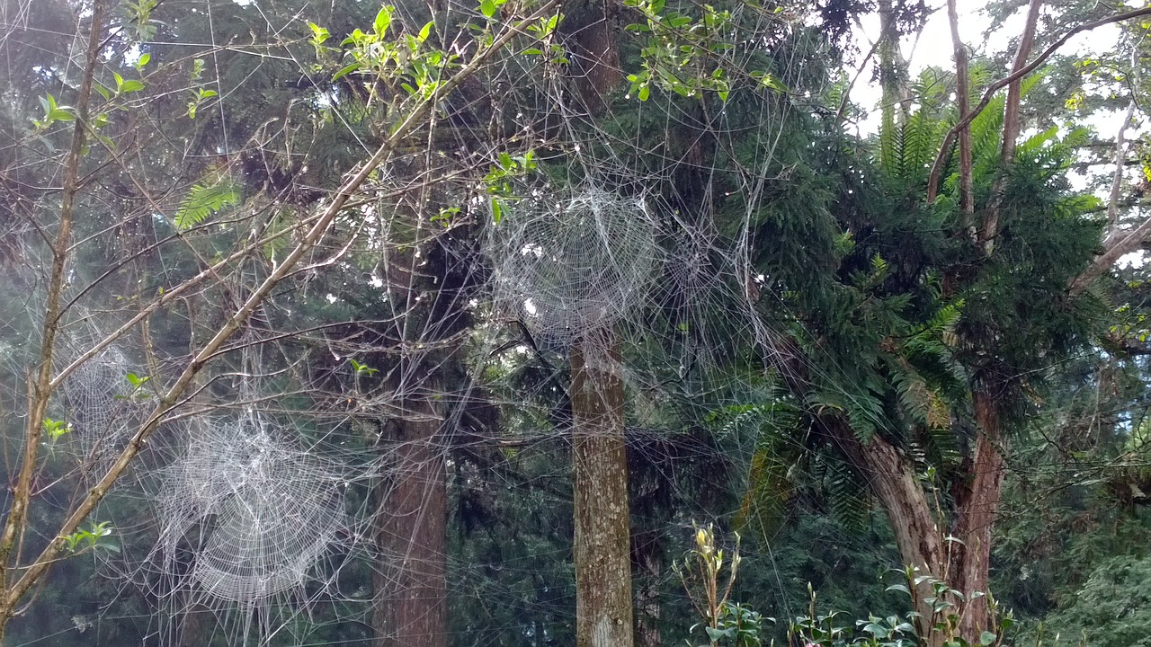 spider web on the mountain those aesthetics free photo