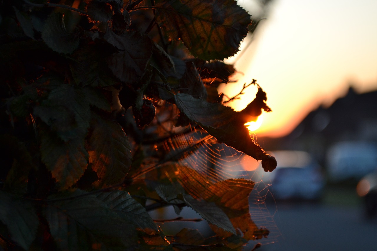 spider web leaves tree free photo