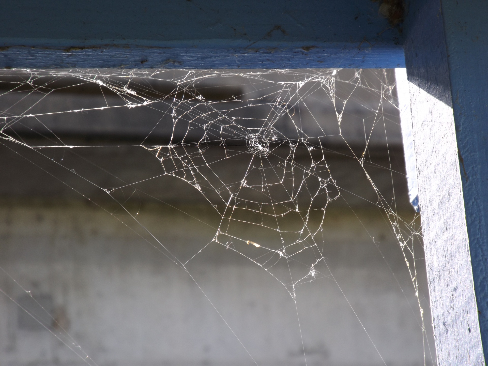 spider web picnic free photo