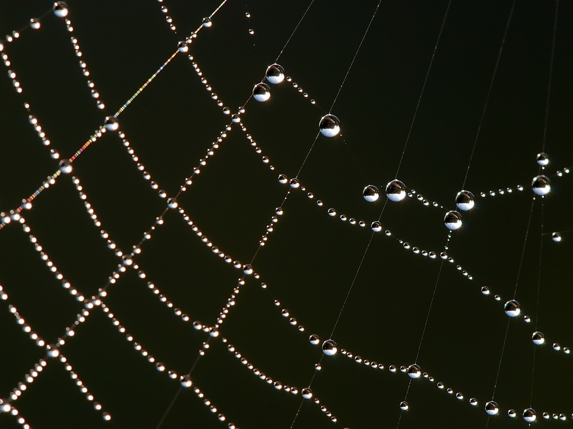 spider web drops free photo