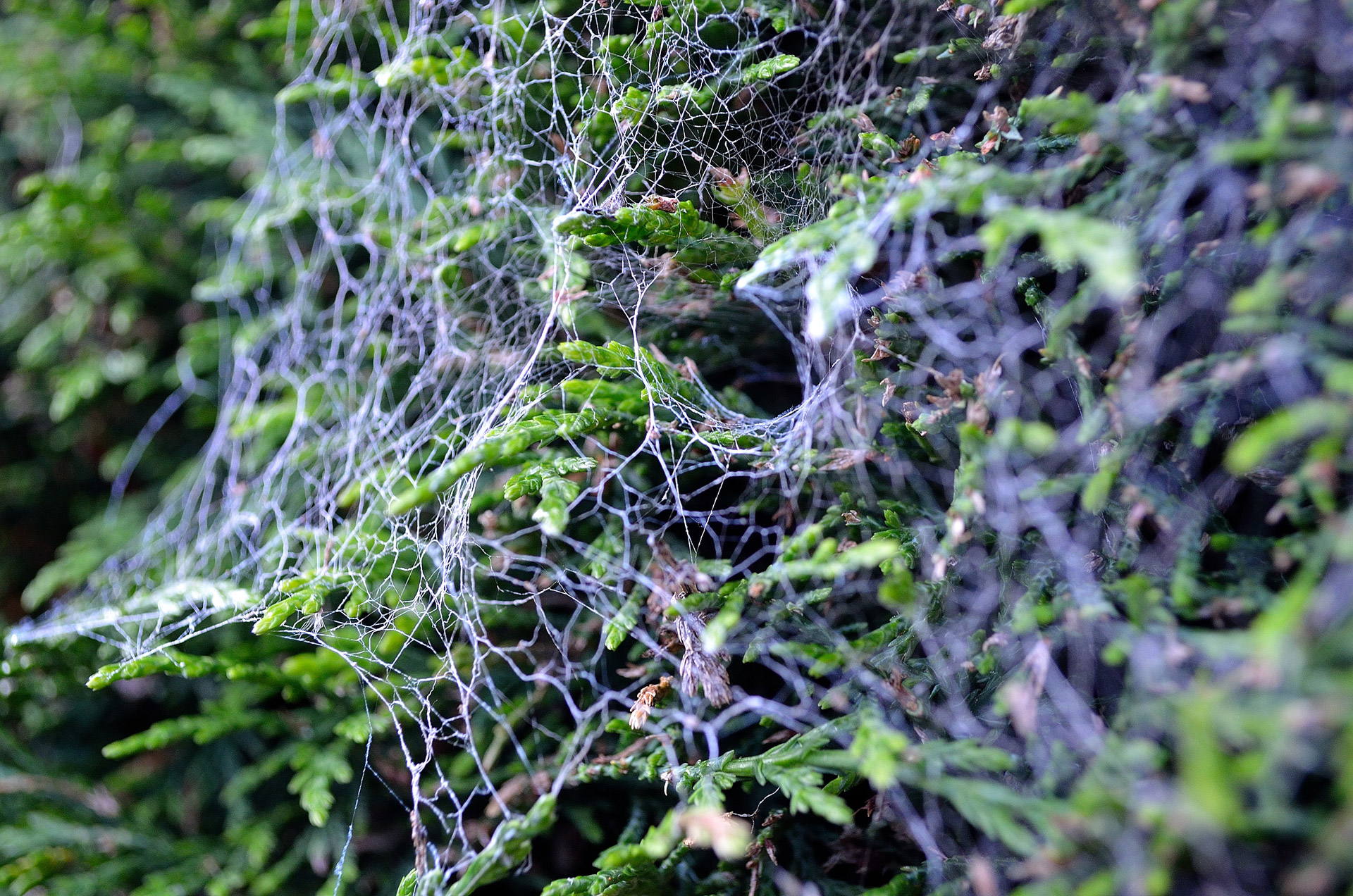 web cobweb shrub free photo