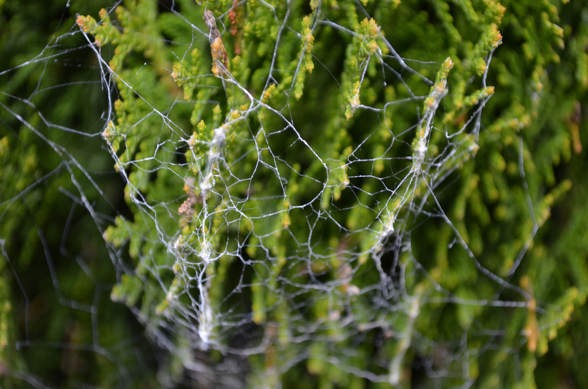spider web green free photo