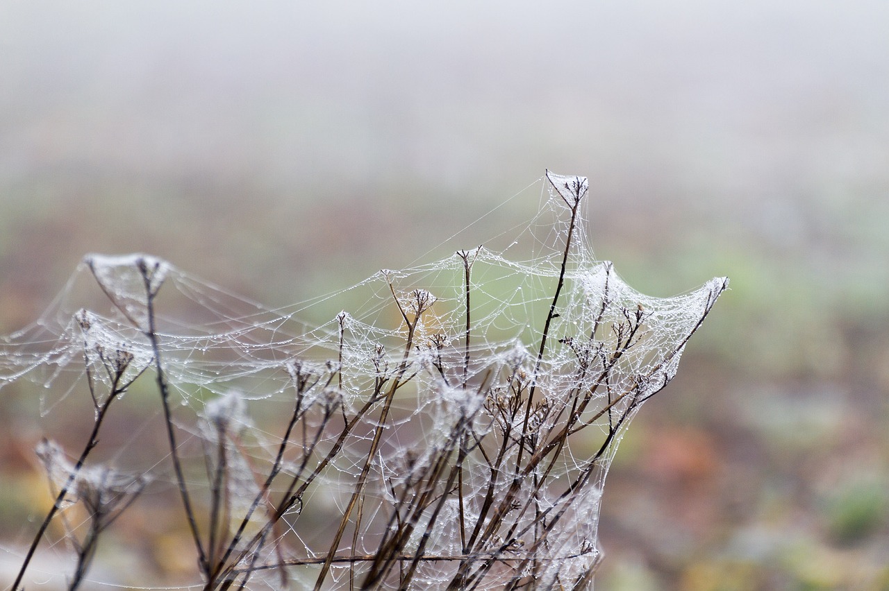 spider webs fog morgentau free photo