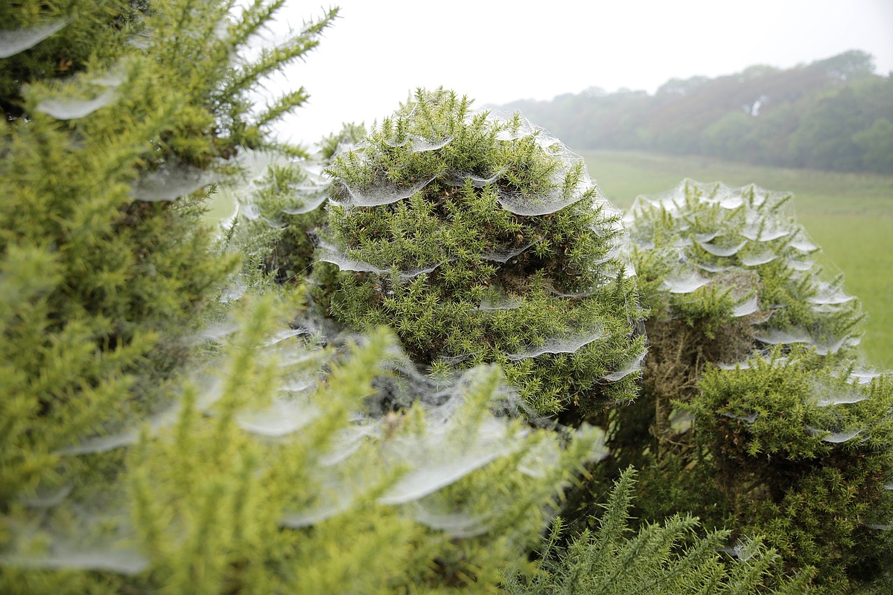 spider webs cold gauze bush free photo