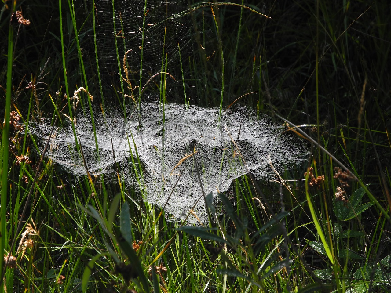 spider webs dew meadow free photo