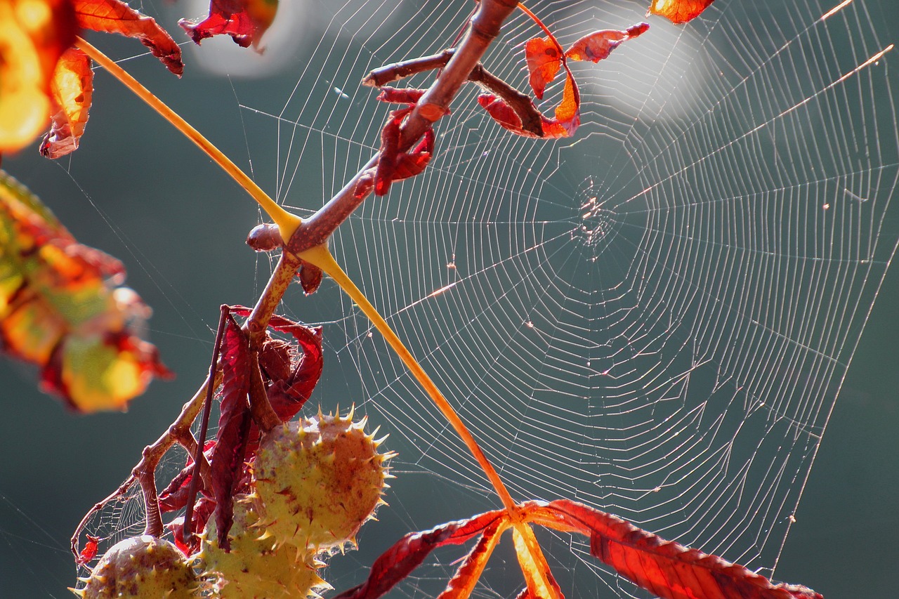 spider webs weave spin free photo