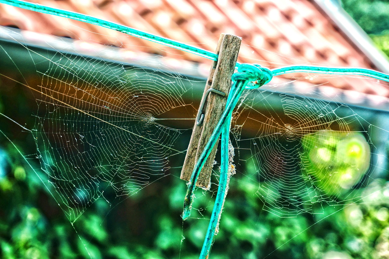 spider webs clothes peg time free photo