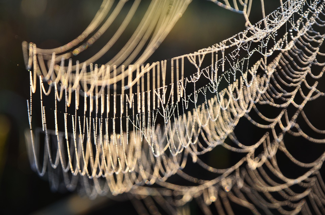 spider webs morning sunlight free photo