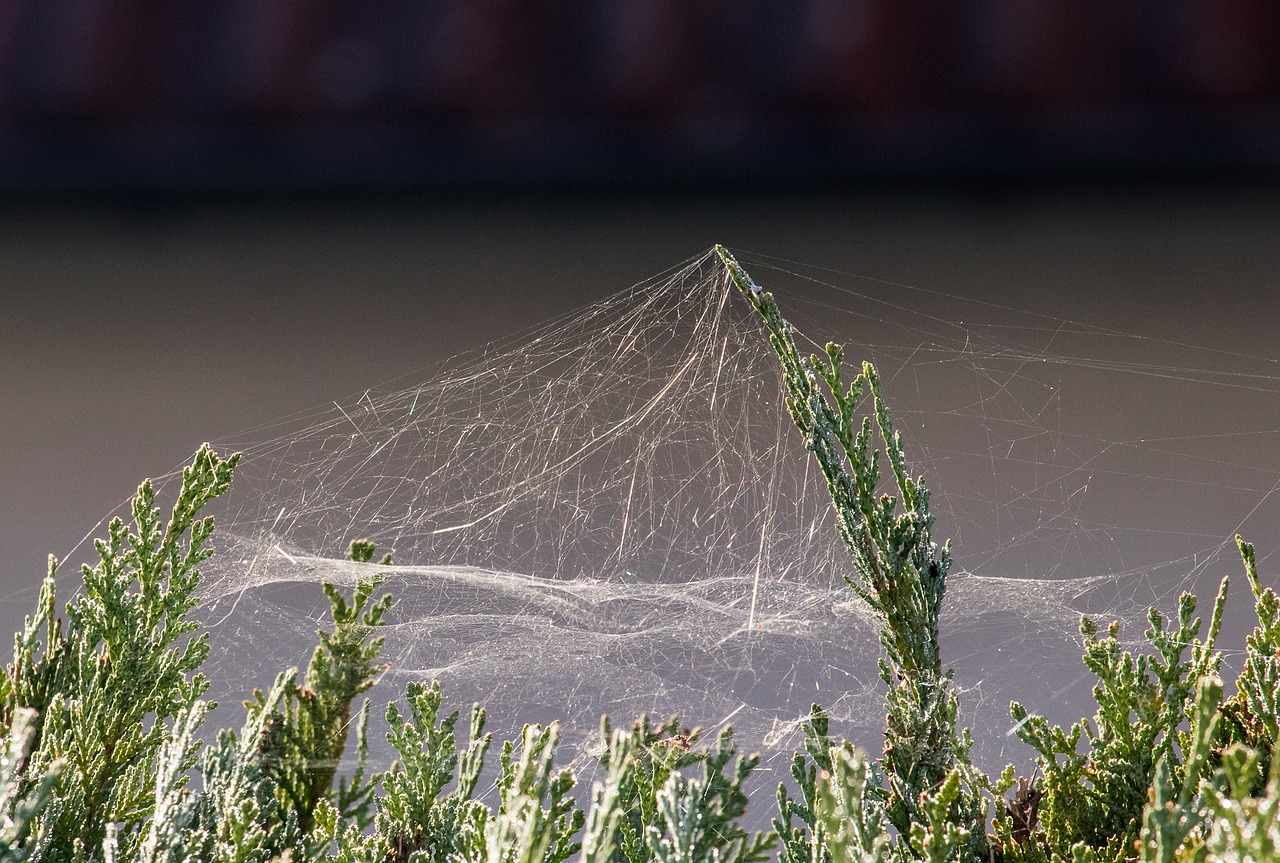 spider webs  cobweb  web free photo