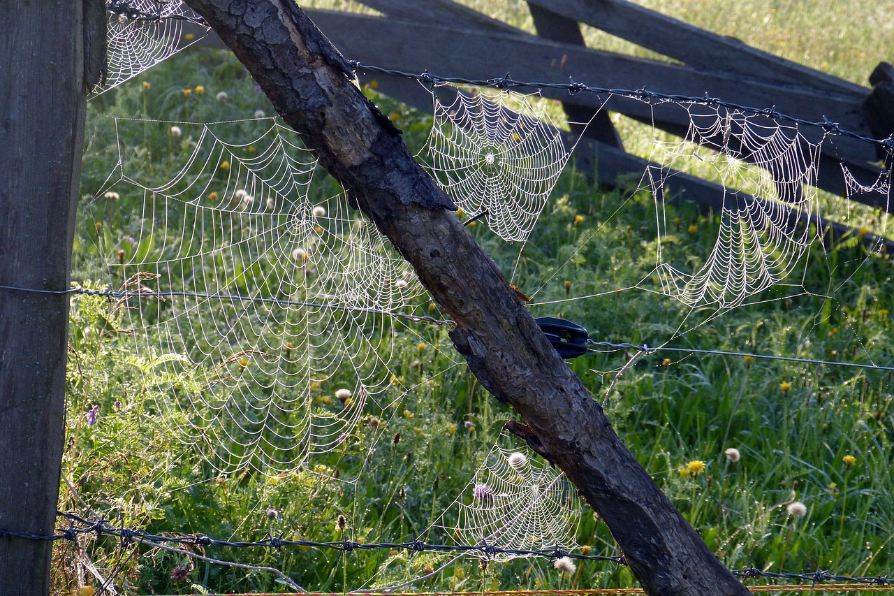 spider webs tender back light free photo