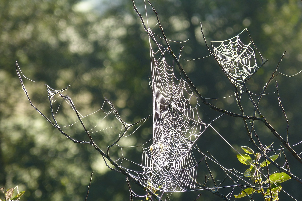 spider webs cobwebs tender free photo