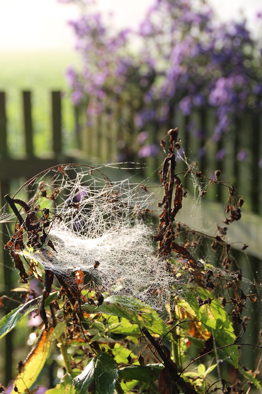 spider webs indian summer autumn free photo