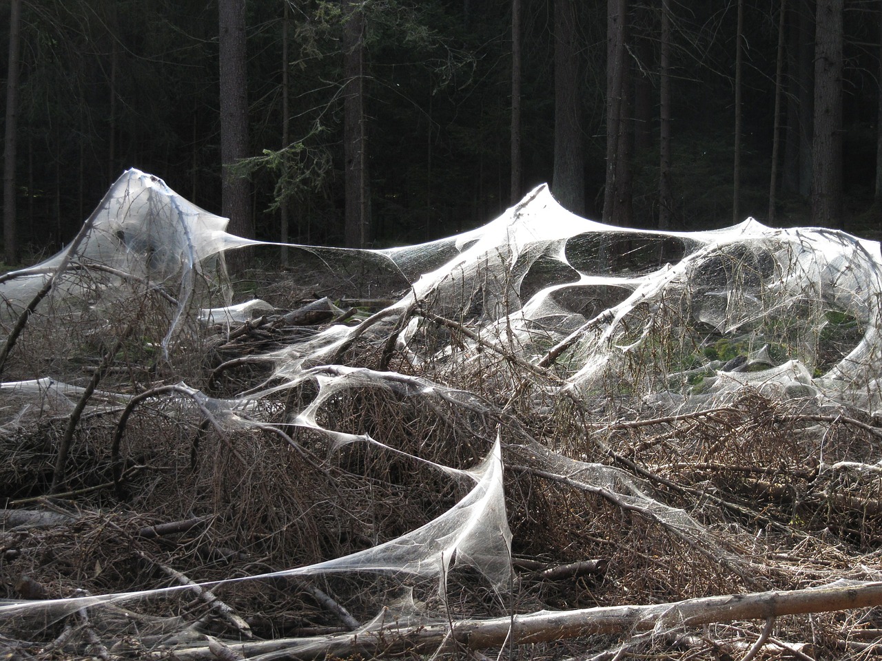 spider webs weird forest free photo