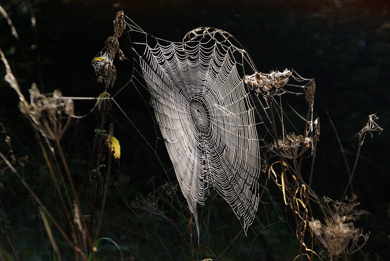 spider webs cobweb dew free photo