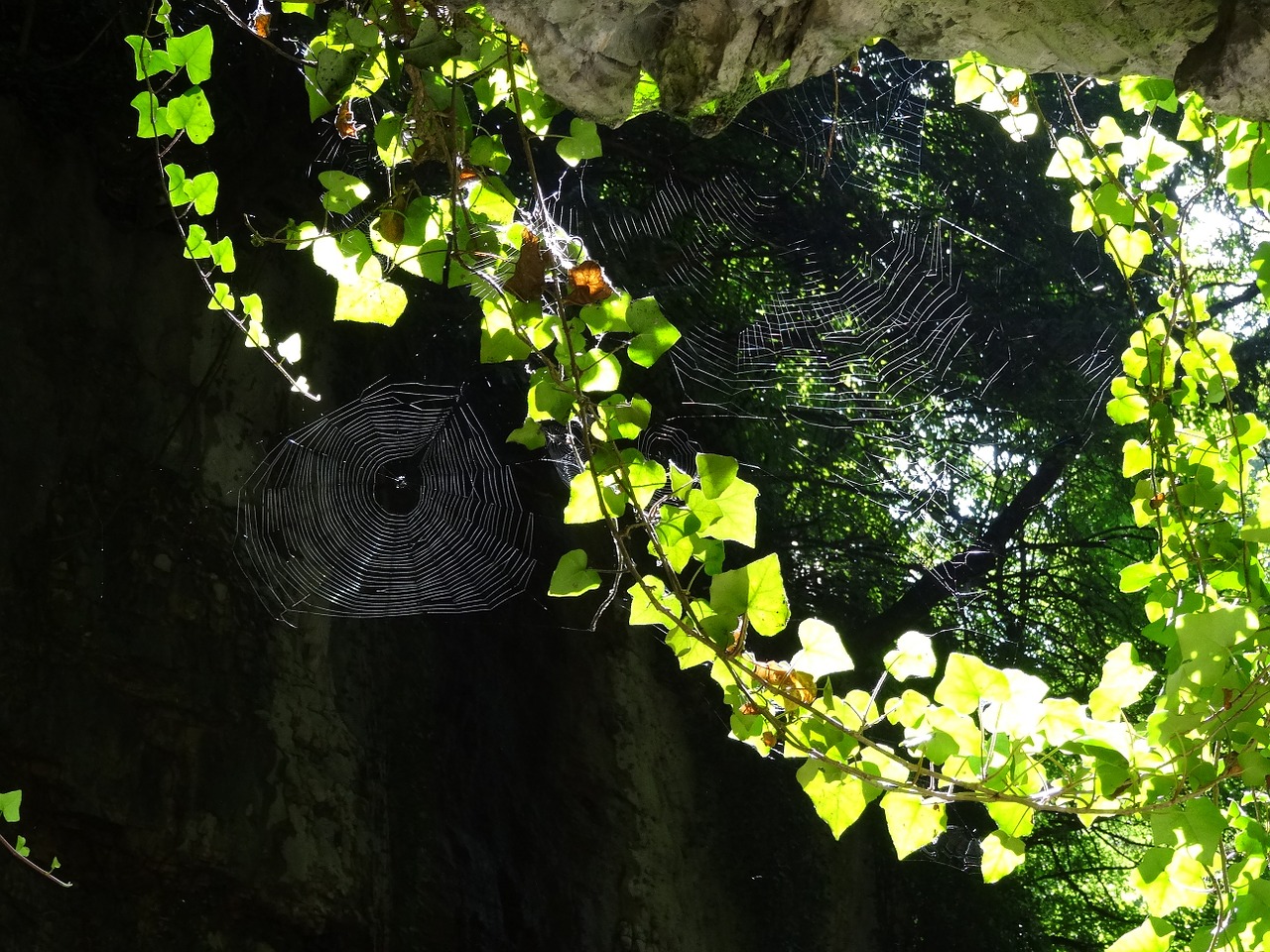 spider webs ivy rock free photo