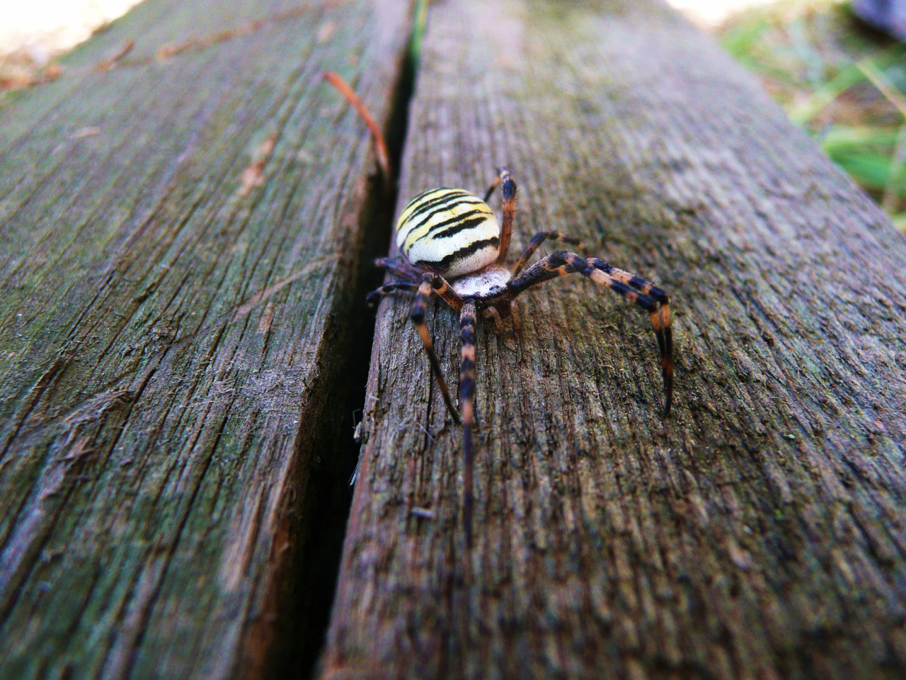 wood spider spider free photo