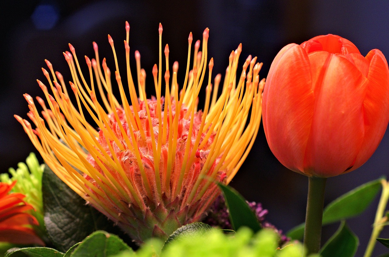 spidermum tulip garden flowers free photo