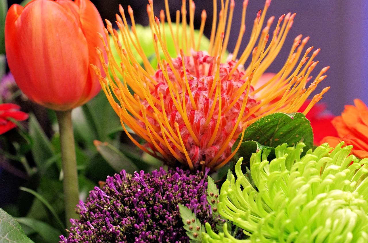 spidermums green golden tulip garden free photo