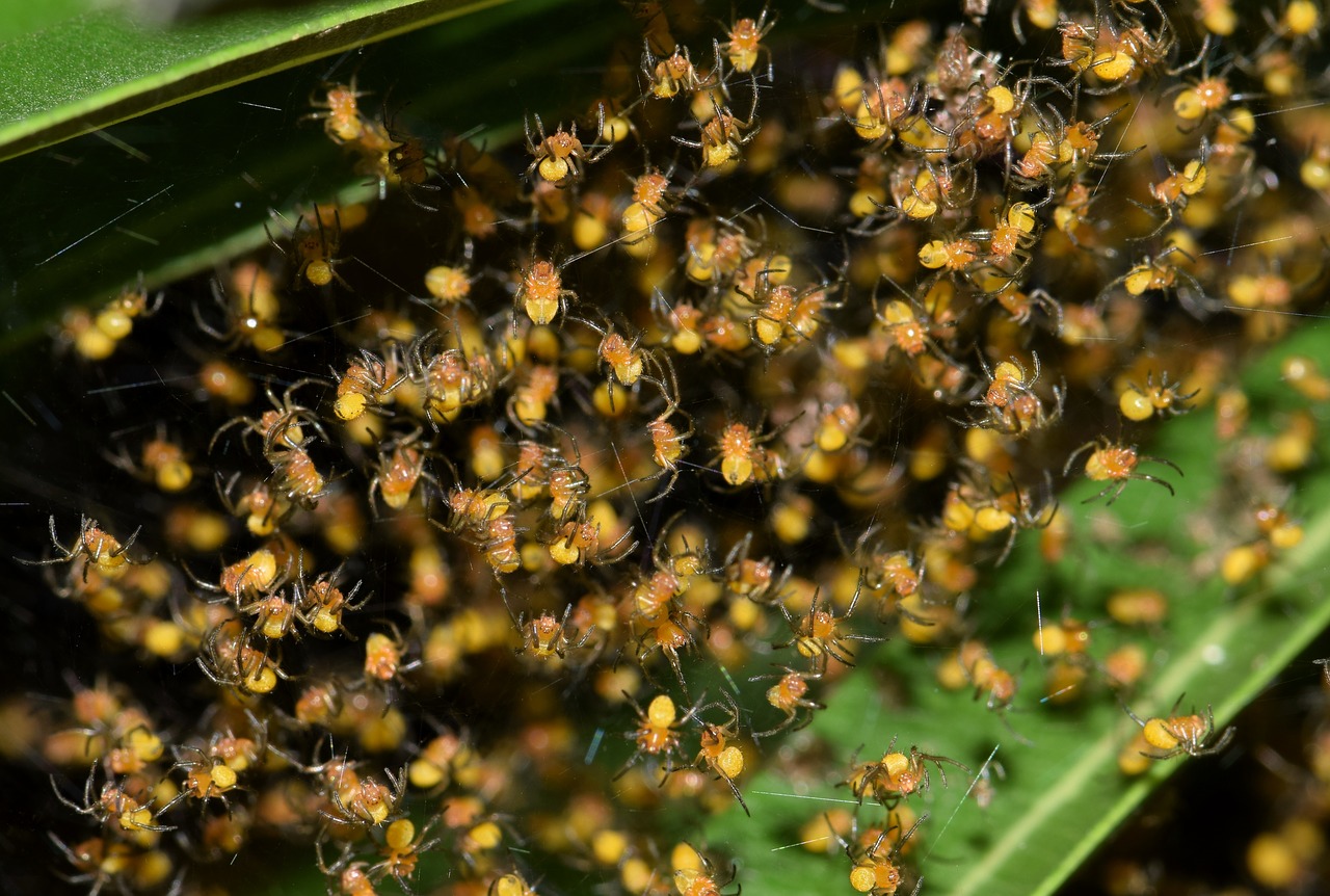 spiders spiderlings nest free photo