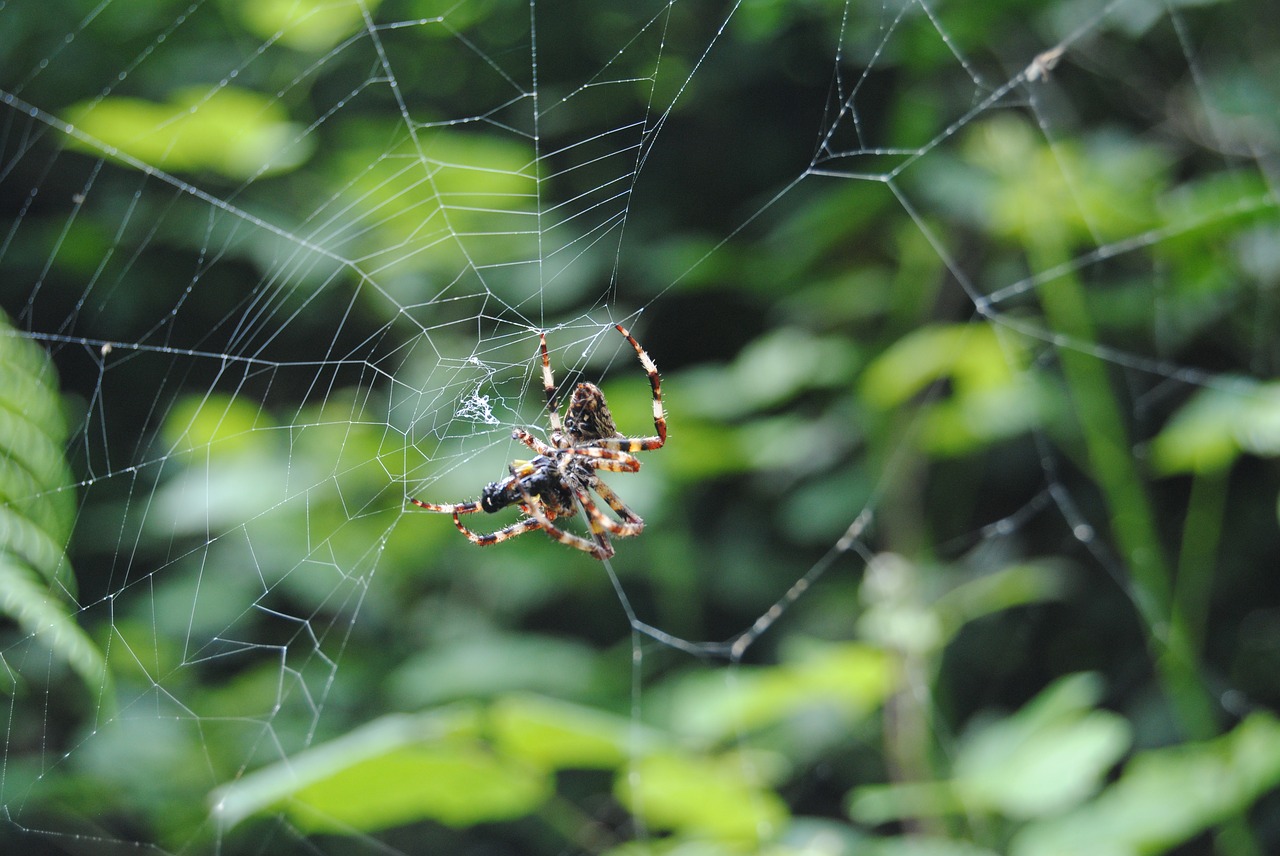 spiders web insects free photo