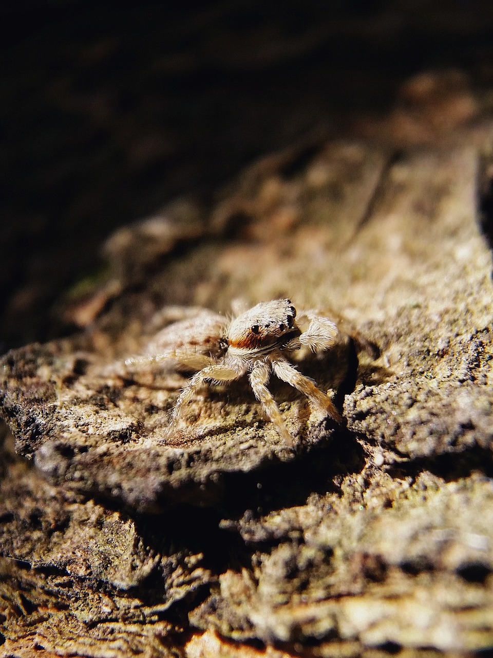 spiders animal insect free photo