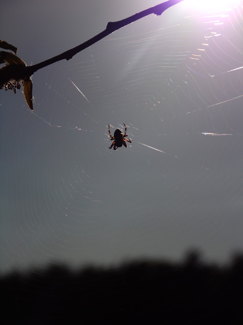 spiders forest trees free photo