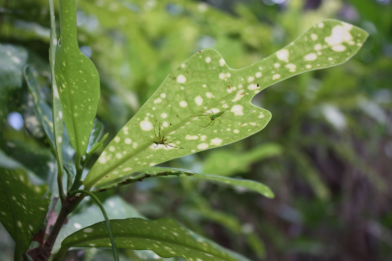 spiders variegated leaf arachnid free photo