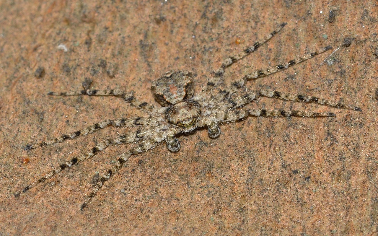 spiders araneae philodromus free photo